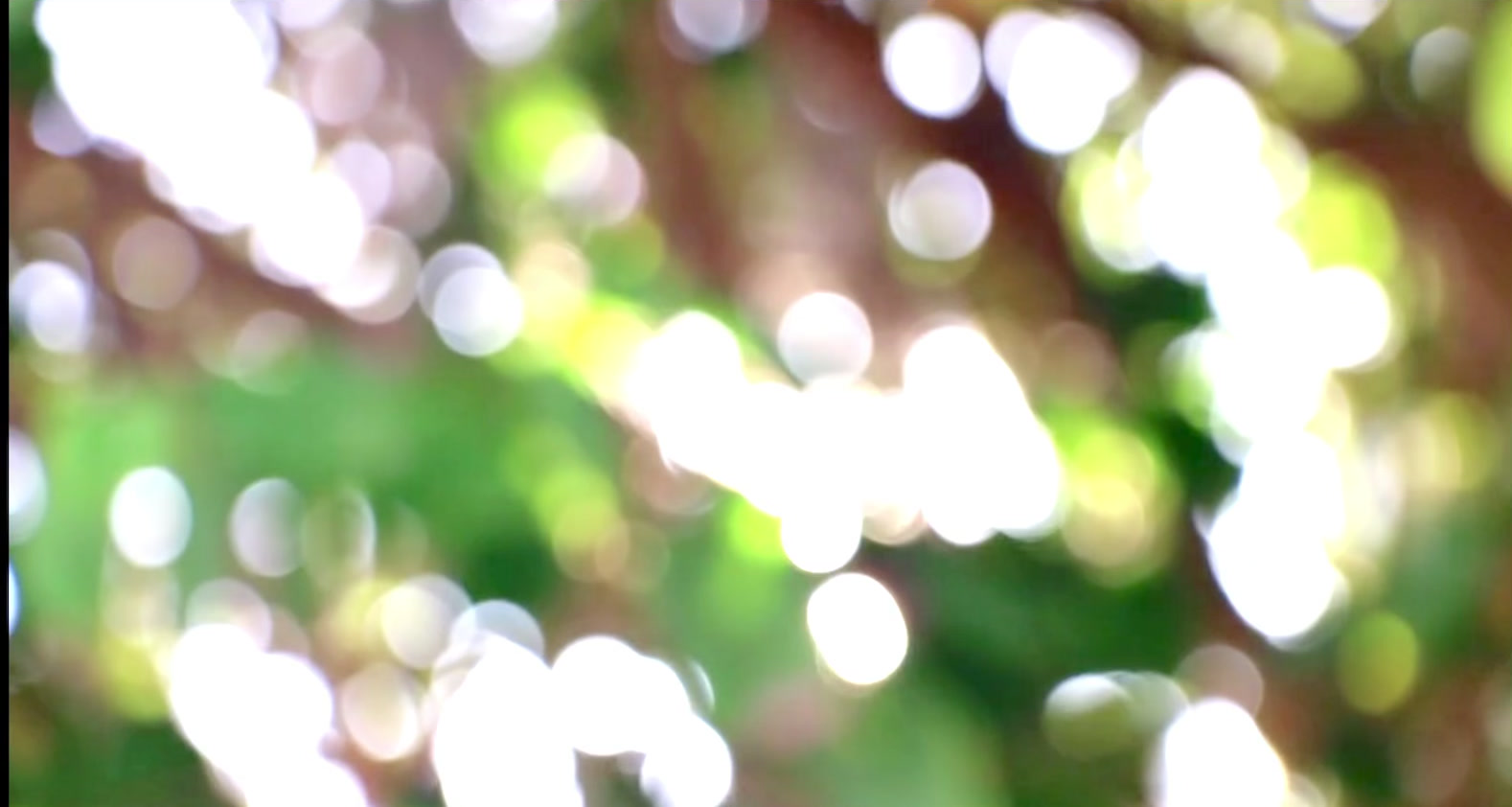 Sunlight filtering through natural forest trees background
